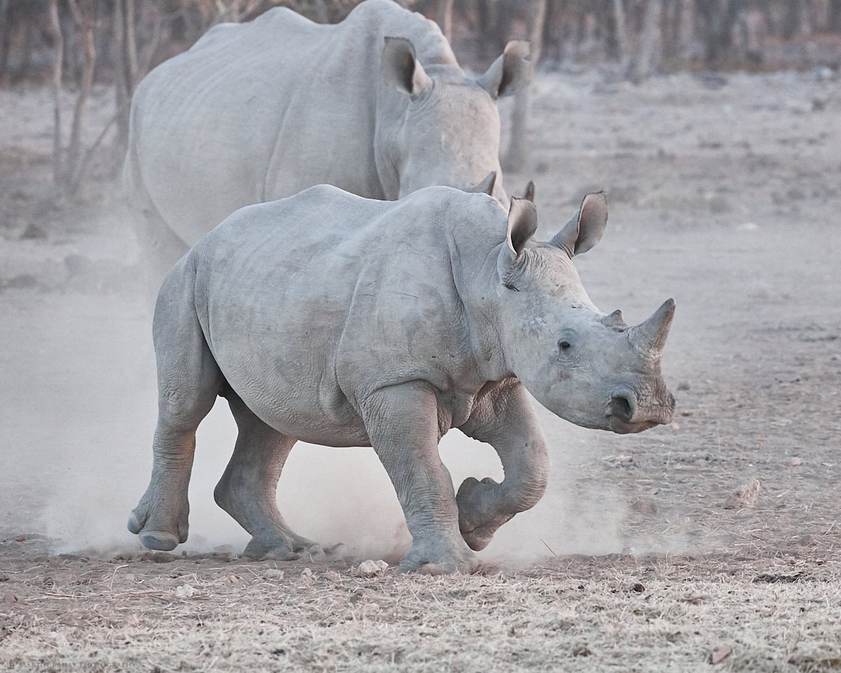 Feisty Rhino