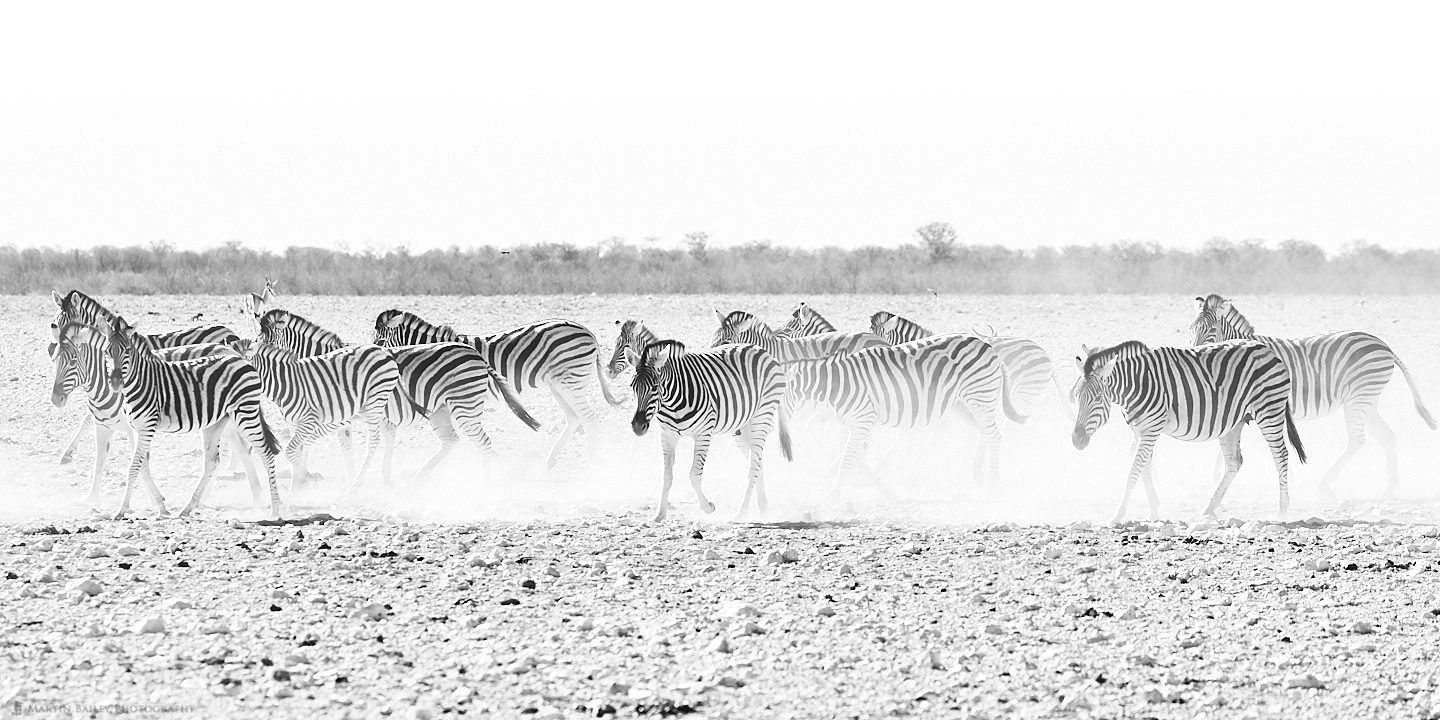 Zebras and Dust