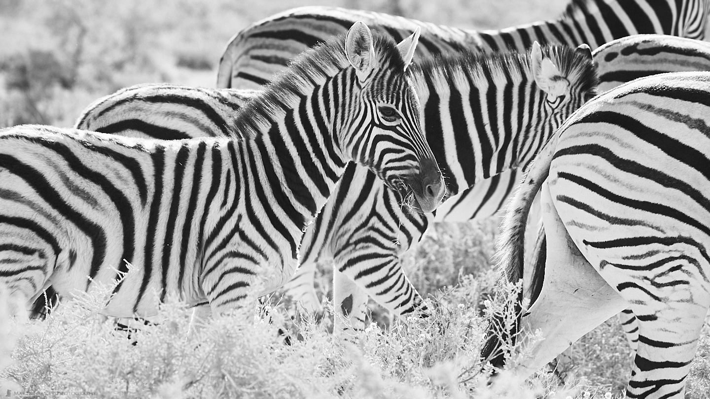 Infant Zebra