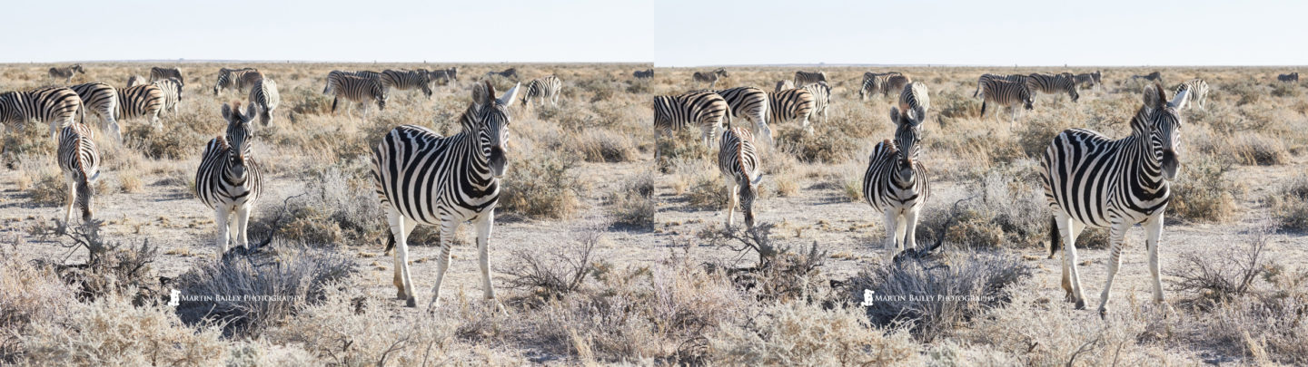 Zebra 3D Image