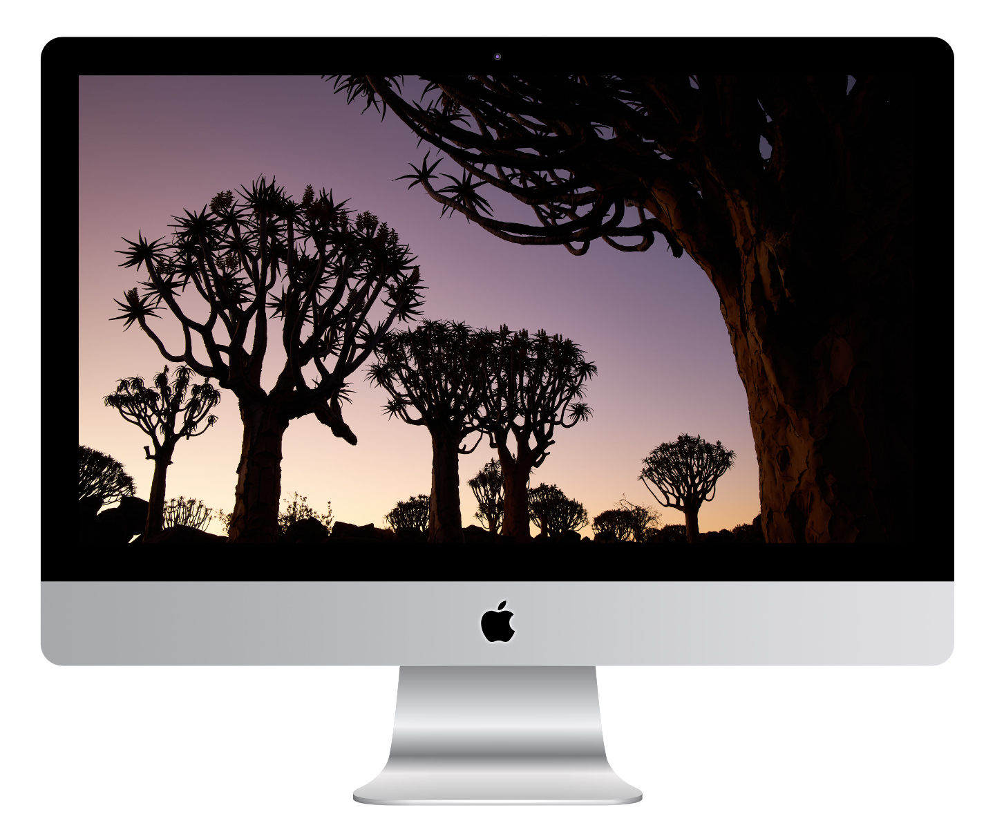 Quiver Tree Forest at Dusk Wallpaper