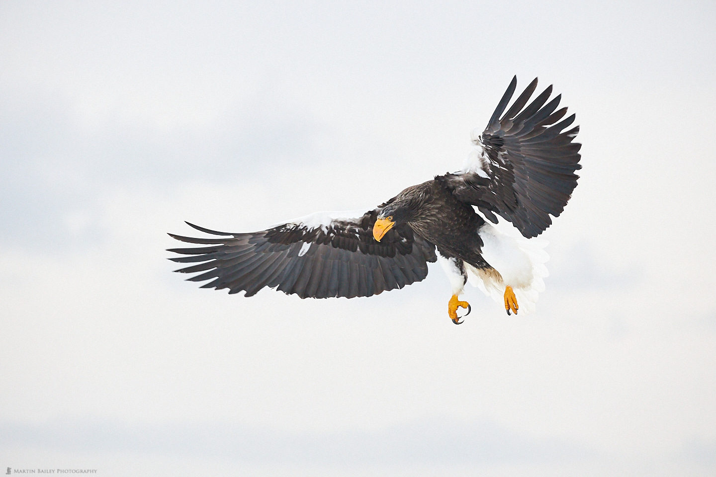 Steller's Sea Eagle Coming in to Land