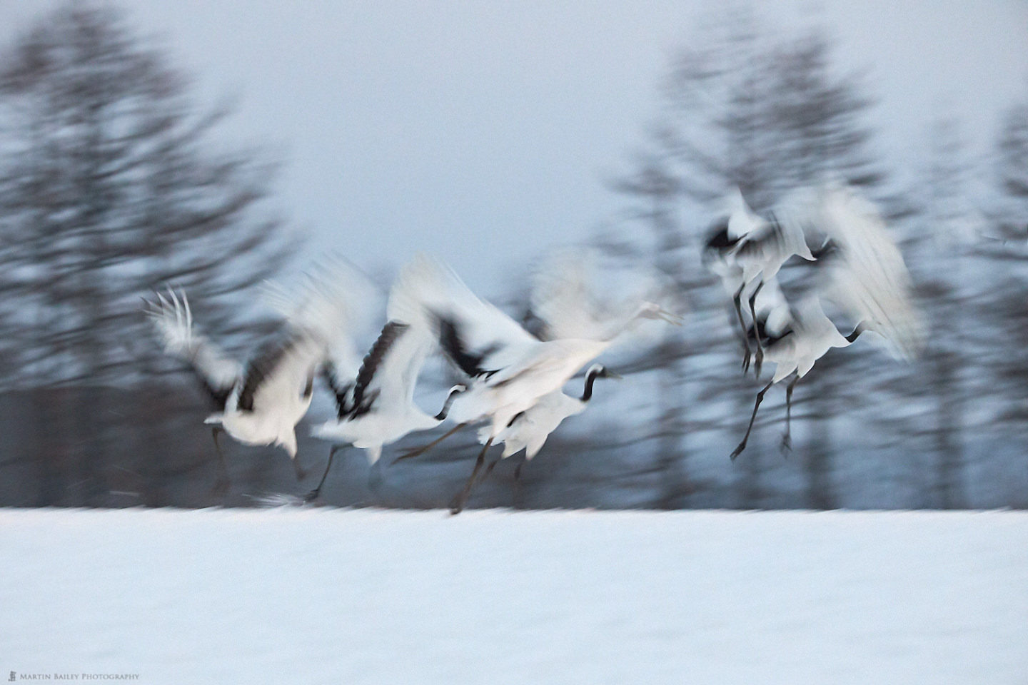 Six Cranes Take Flight