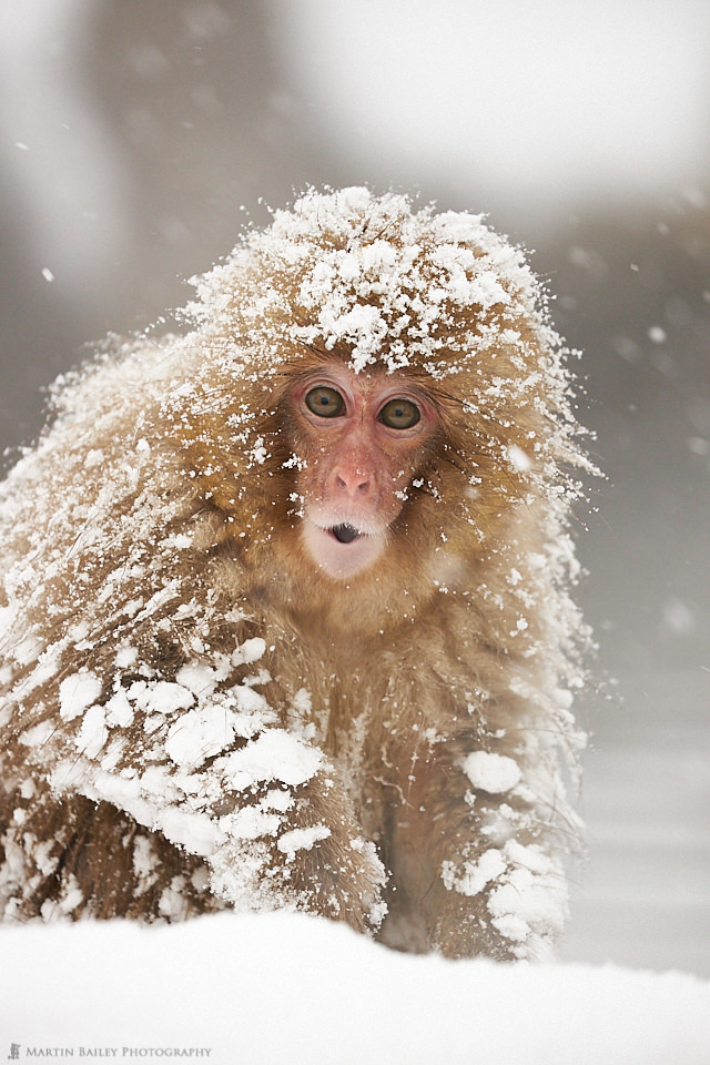 Startled Snow Monkey