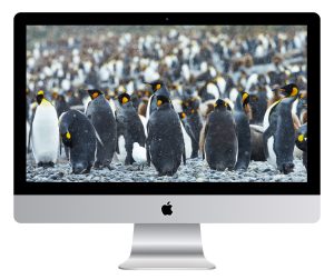 King Penguins in Snow in South Georgia Wallpaper Mockup