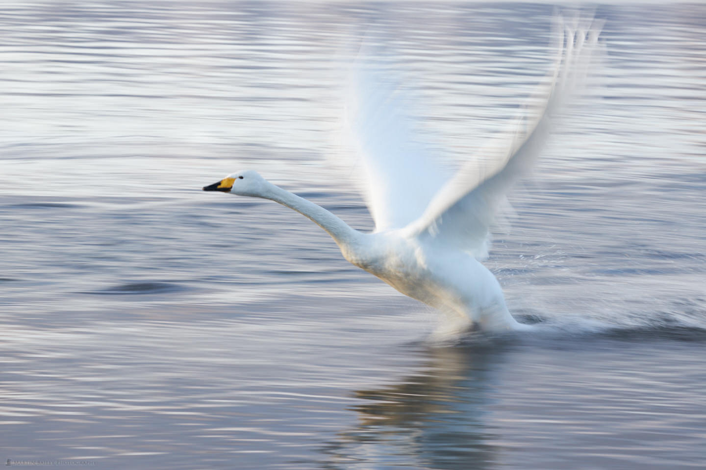 Swan Wings