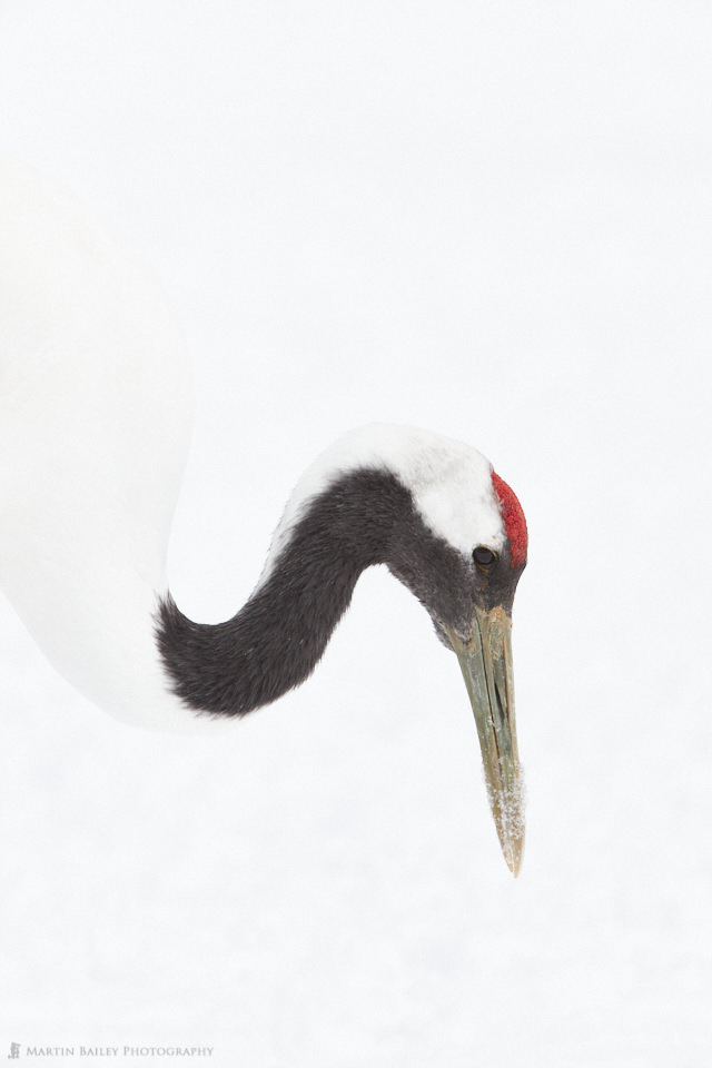 Red-Crowned Crane Study #1