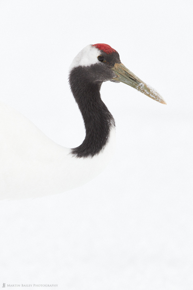 Red-Crowned Crane Study #3