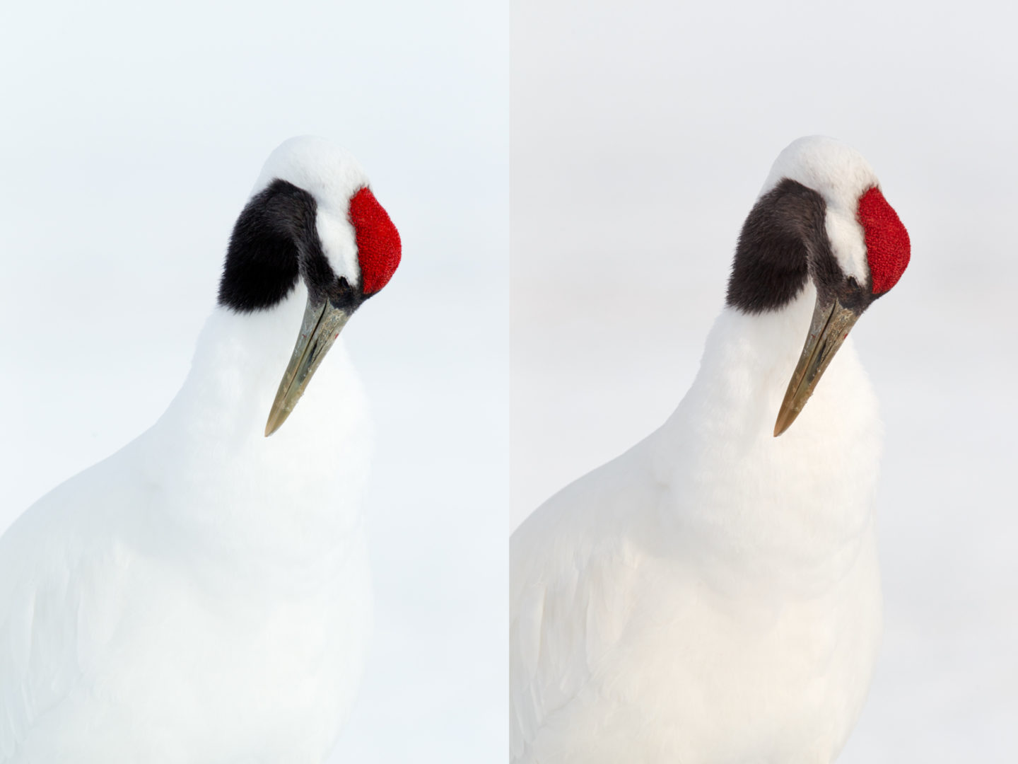 Red-Crowned Crane Shot Comparison