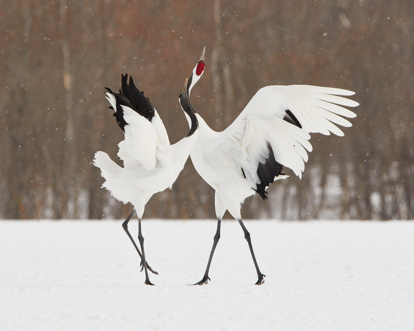 Cranes' Dance