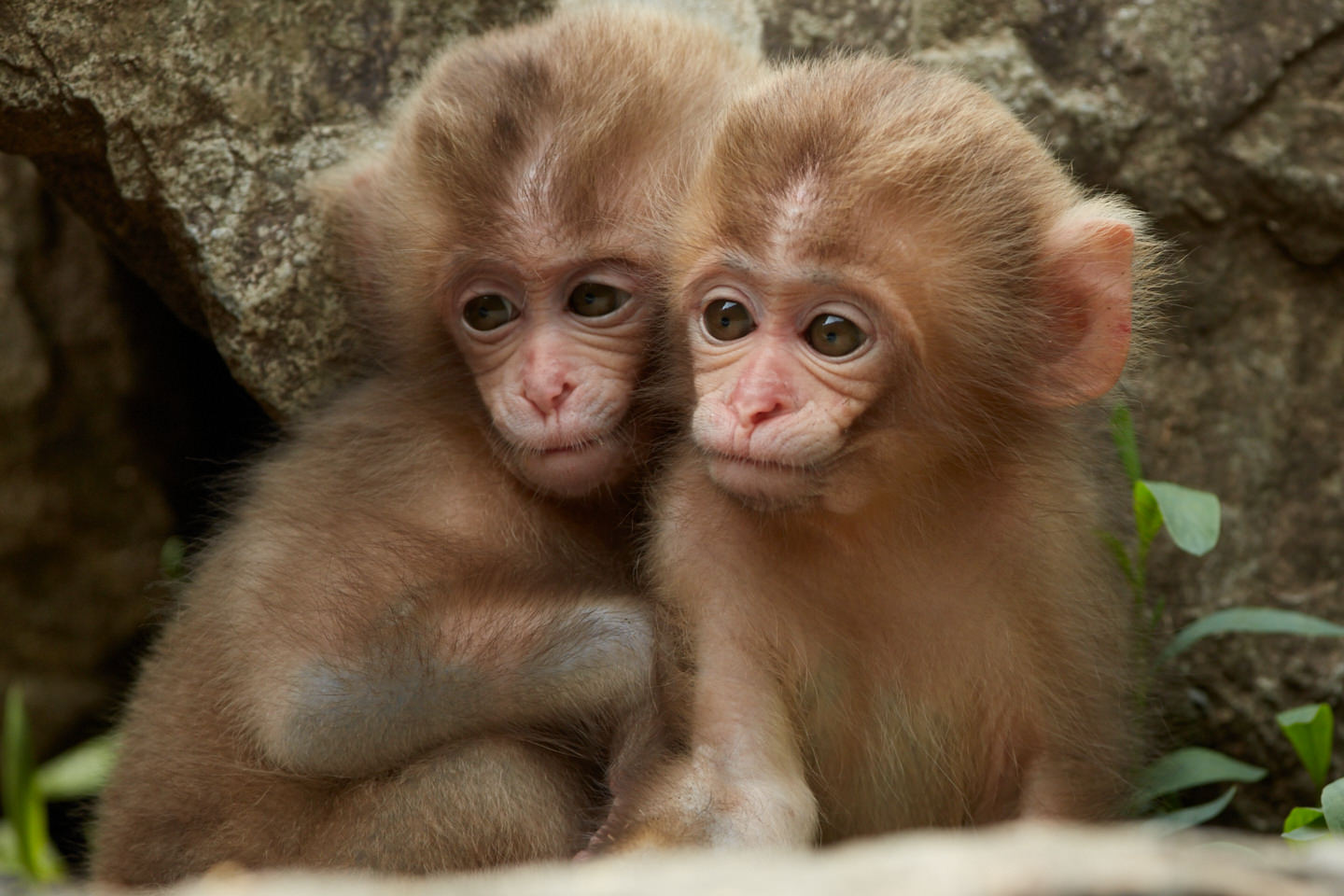 Two Baby Snow Monkeys