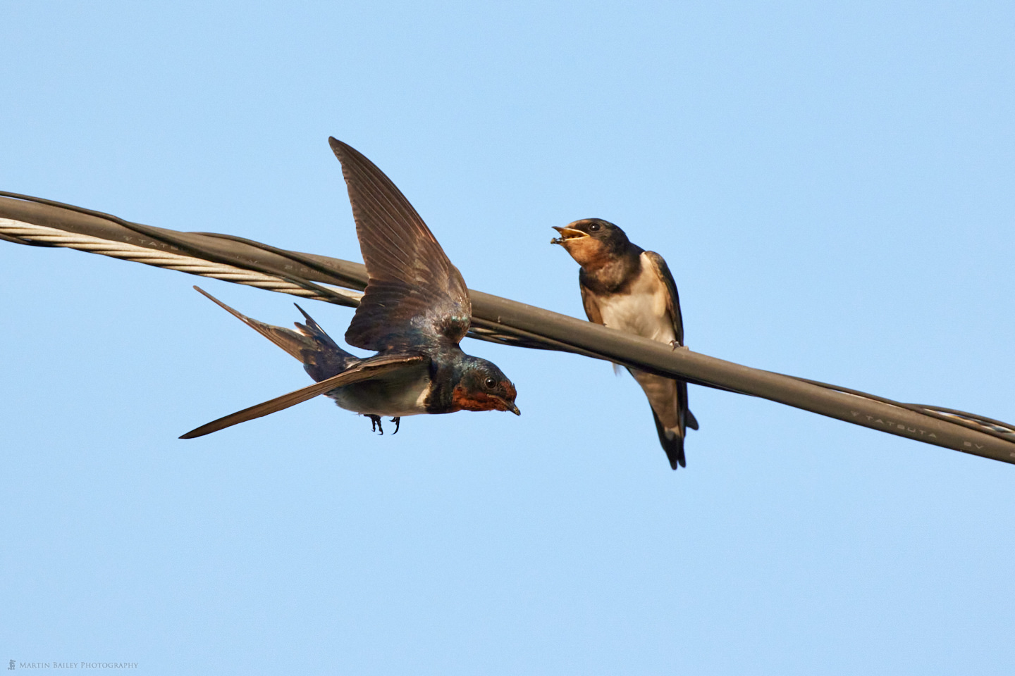 Barn Swallow Parent Flying Away After Feeding Fledgling