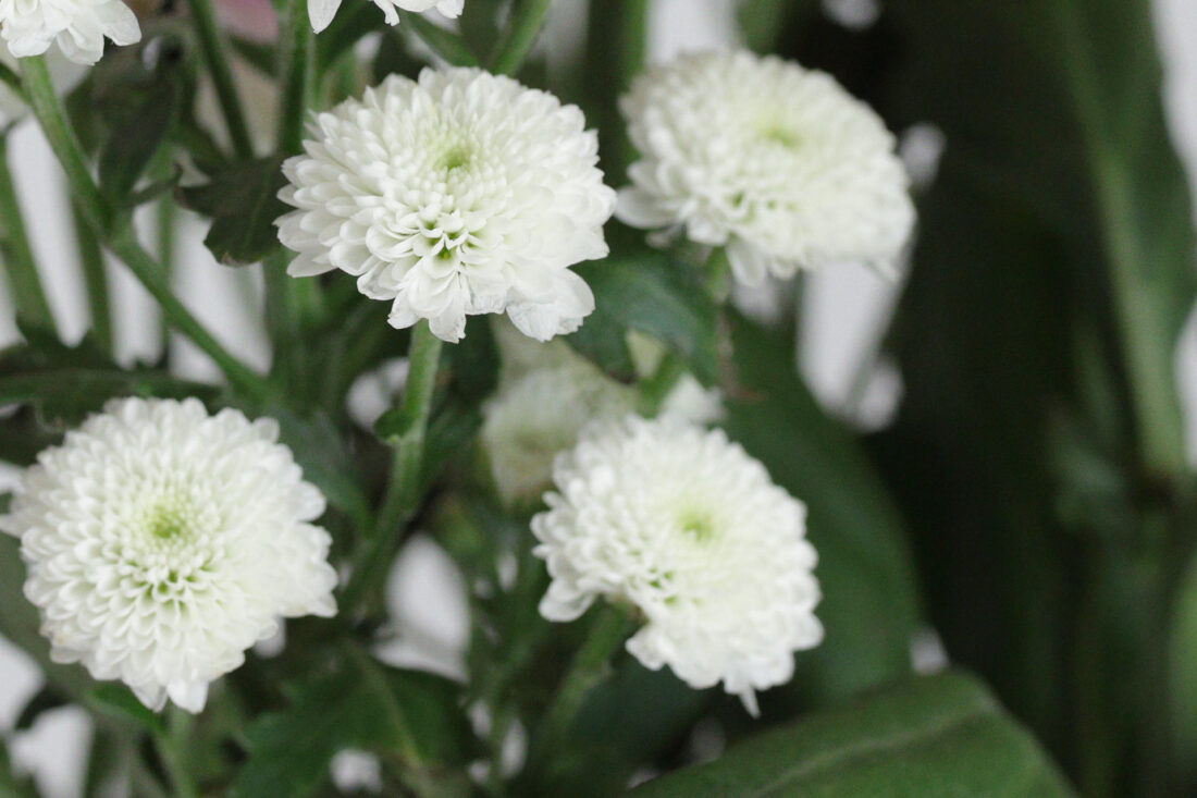 Canon EOS R5 @ ISO 1600 (Only Raw Sharpening)