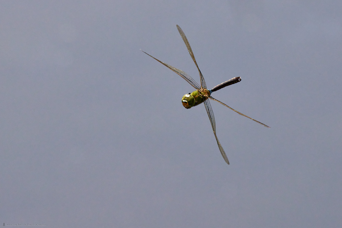 Lesser Emperor Dragonfly in Flight