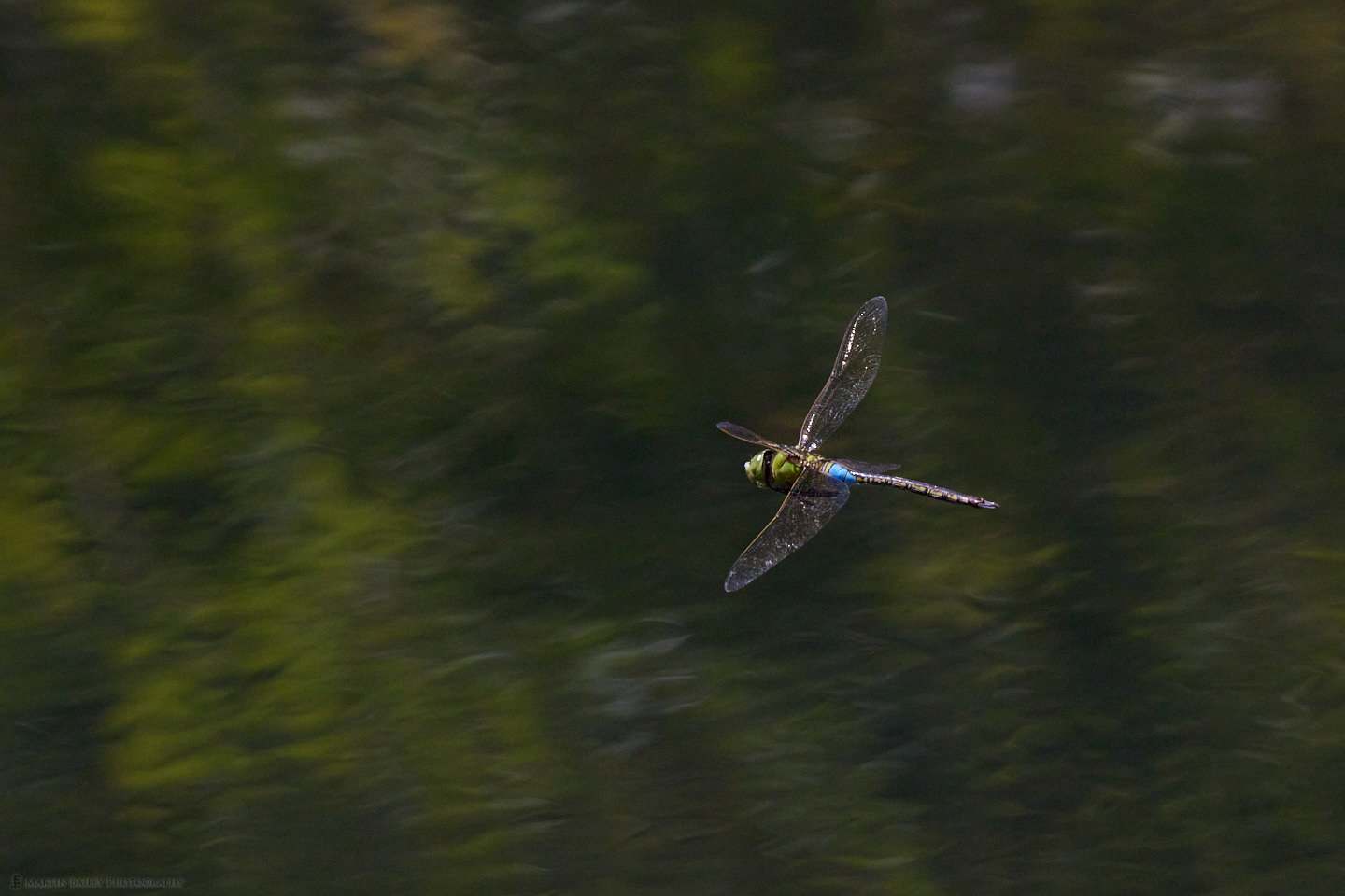 Lesser Emperor Dragonfly in Flight Over Reflected Foliage