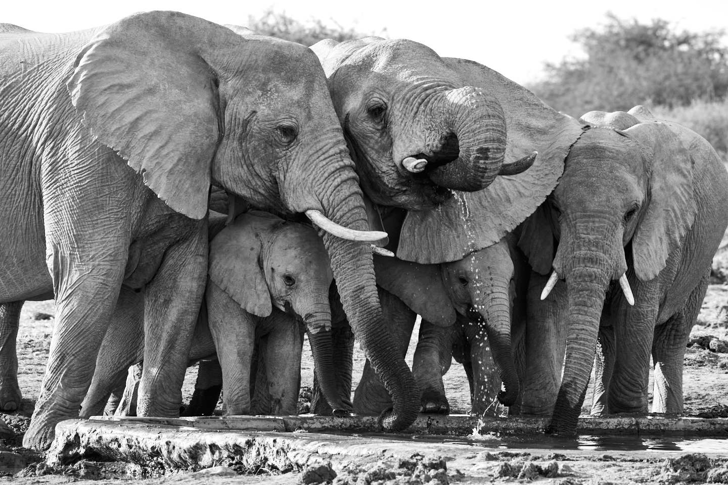 Elephants Drinking at Waterhole