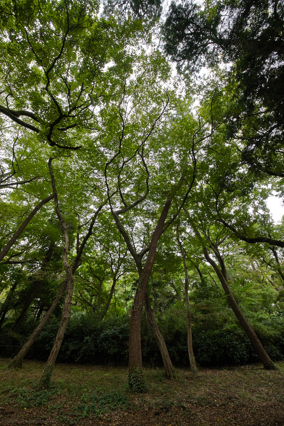 Jindai Trees