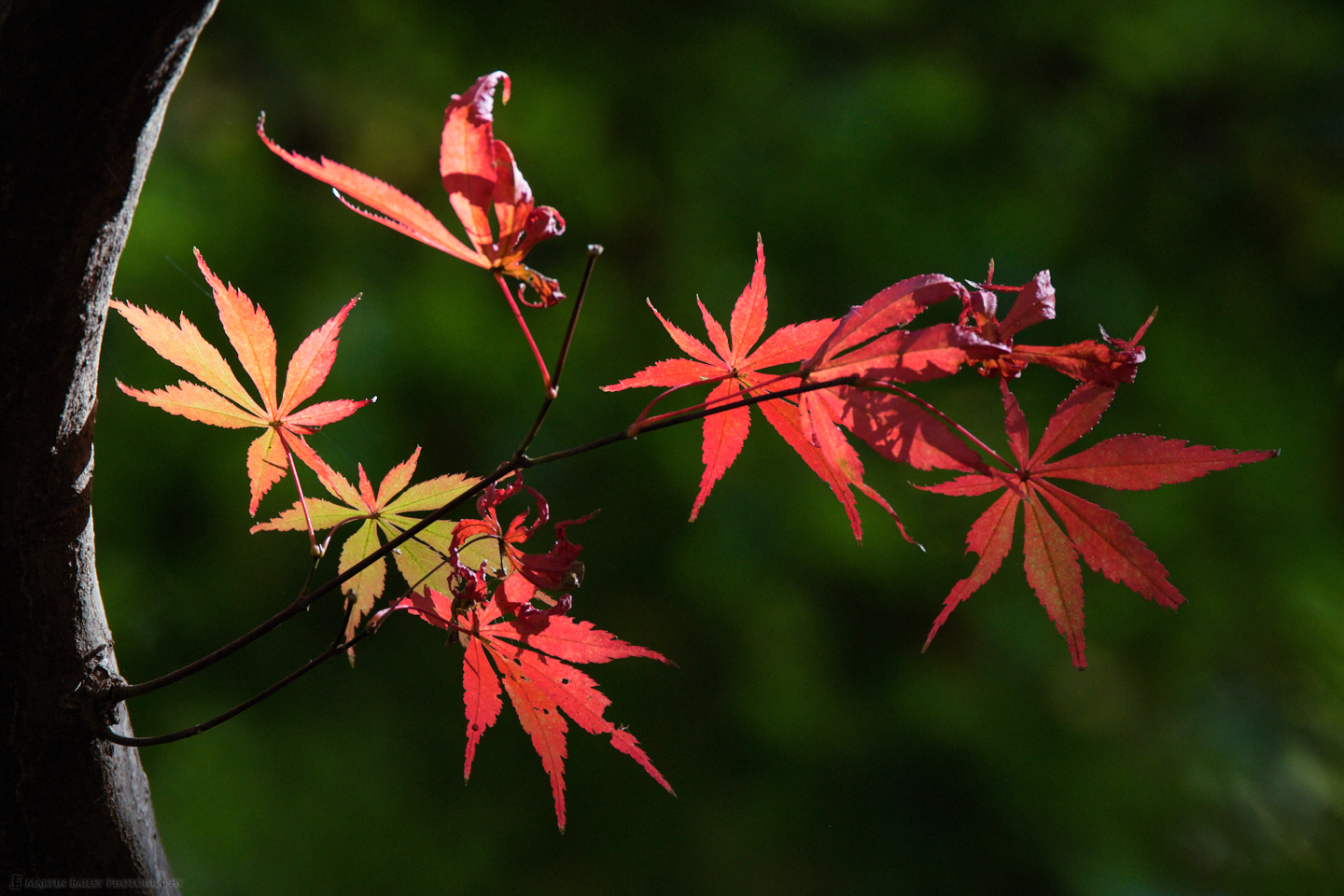 Tokyo Autumn Color Sets In (Podcast 724)