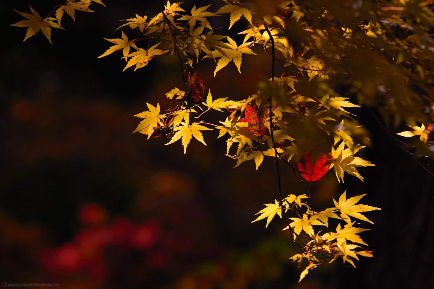 Yellow Autumn Maple (Here's Looking At You!)