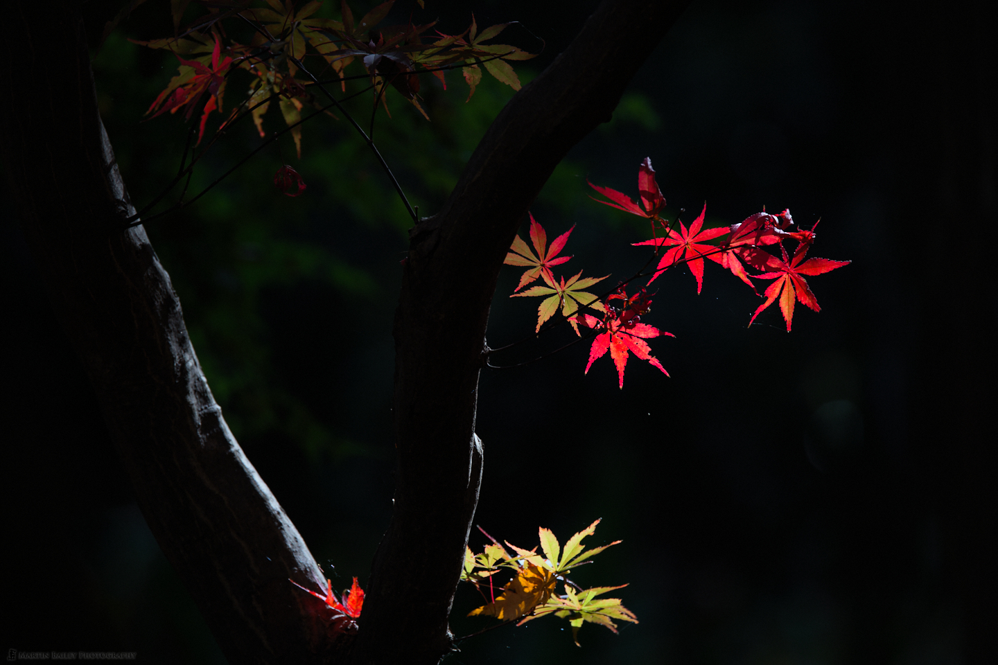 Lacquerware Maple Leaves