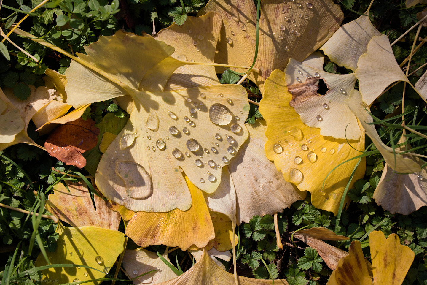 Droplets on Gingko Leaves