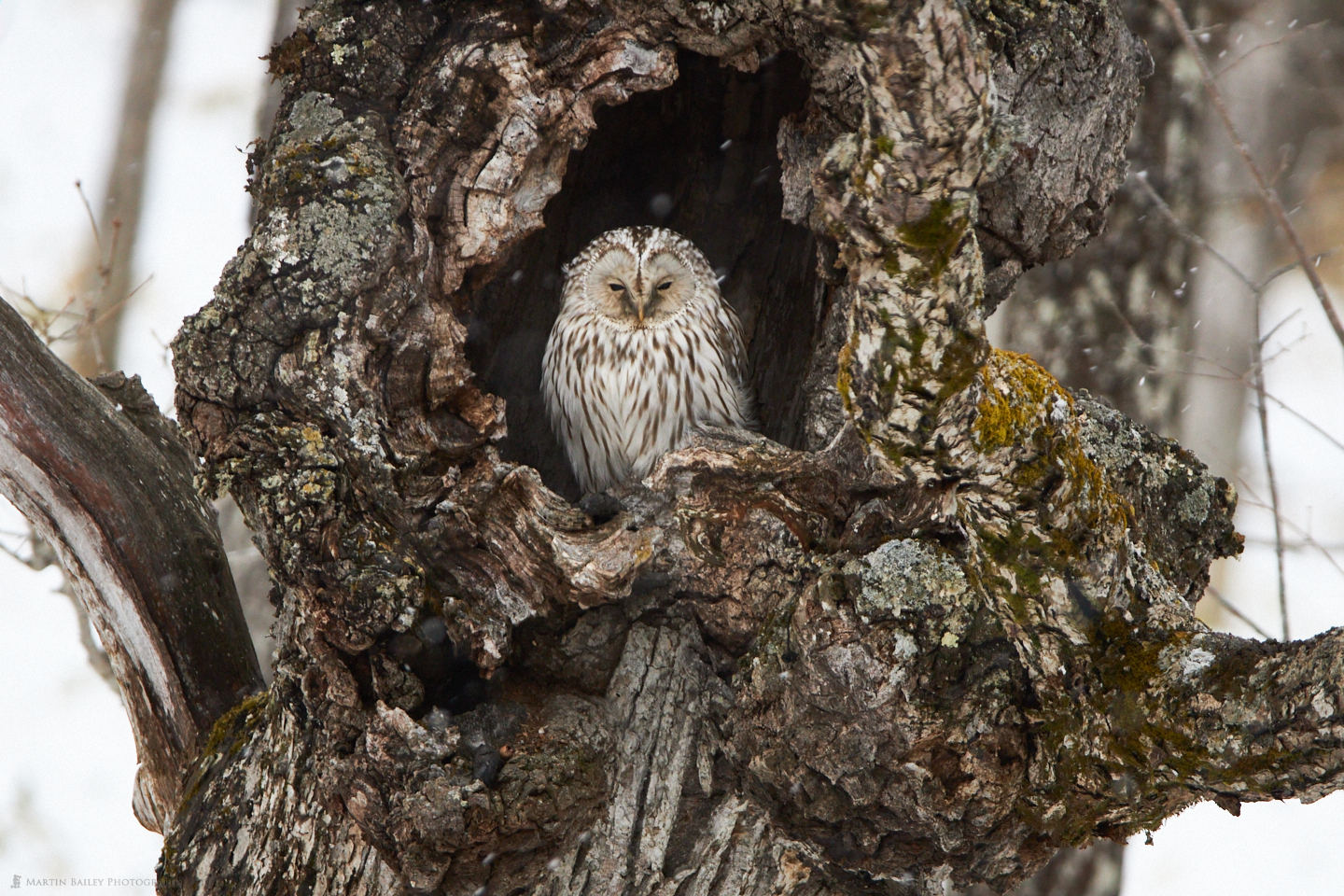 A Ural Owl in a Tree