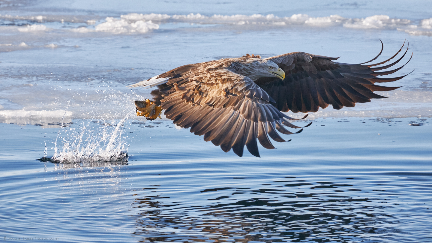 White-Tailed Eagle at Work