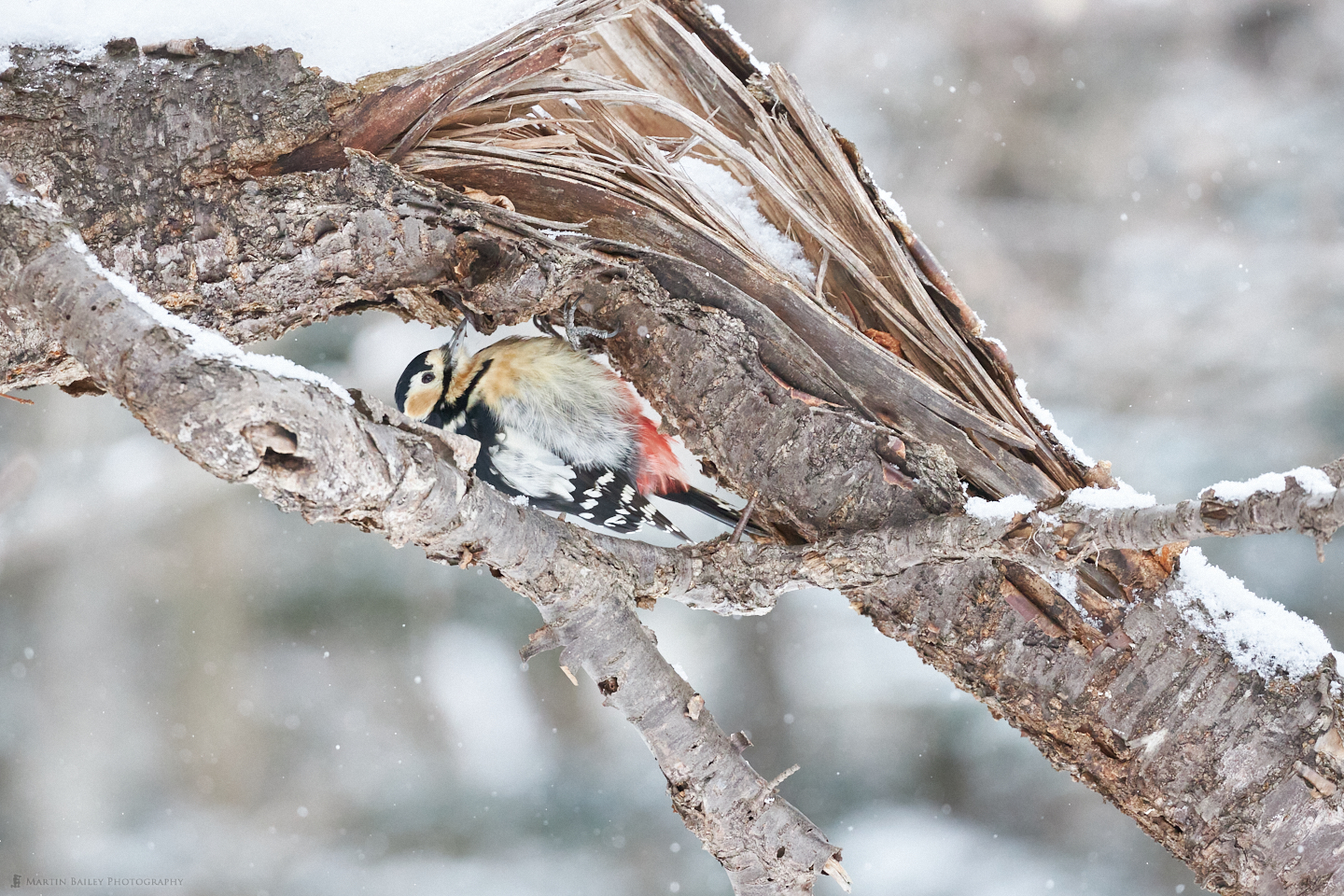 Great Spotted Woodpecker Peekaboo