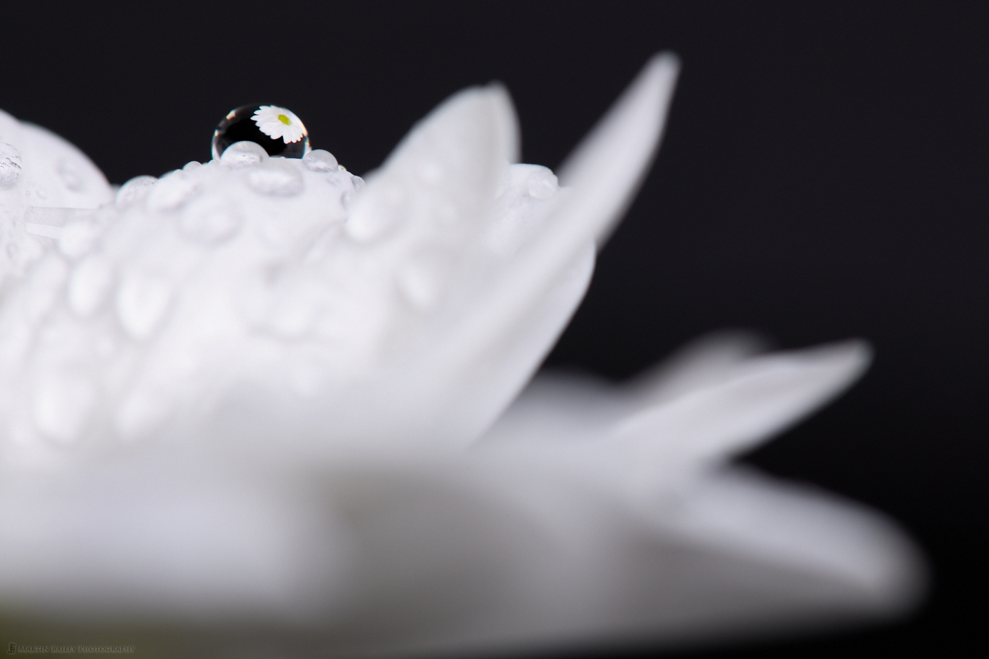 Flower in Droplet #2