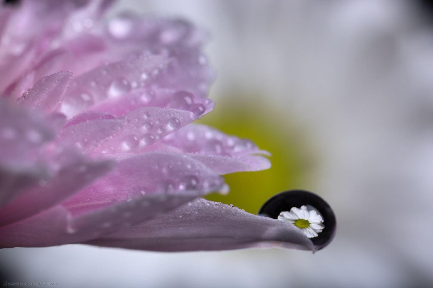 Flower in Droplet #7