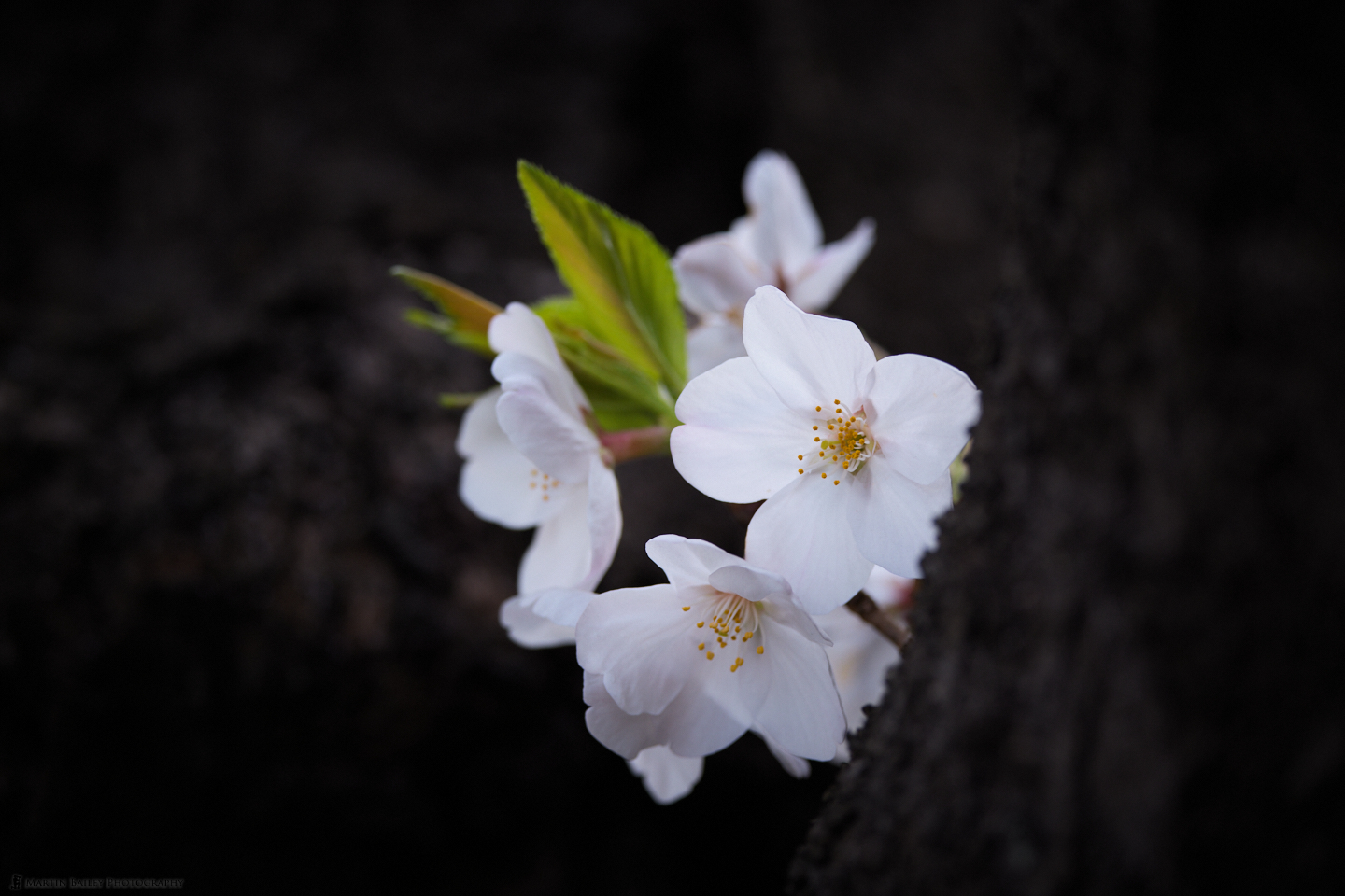 Peekaboo Sakura
