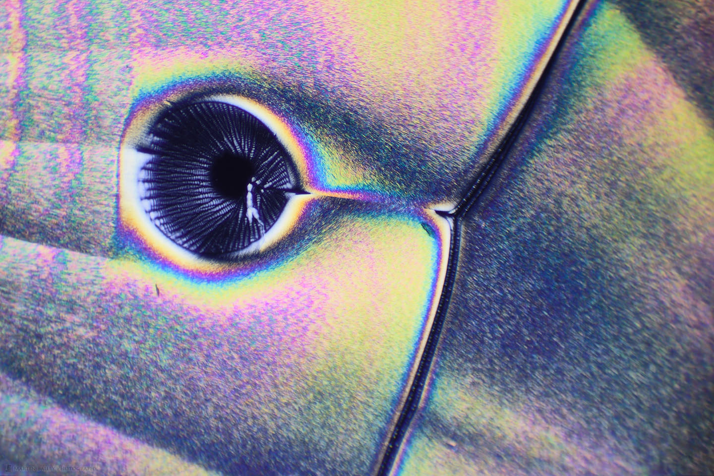 Puffin Eye (Vitamin C Crystals 100X 15 Frames)