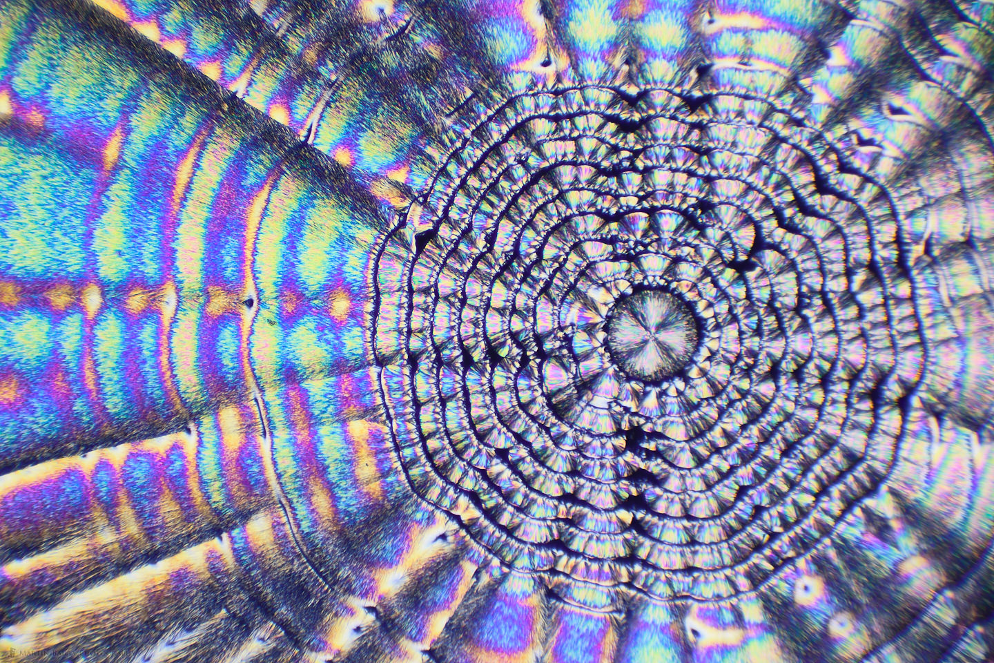 Scaly Disk (Vitamin C Crystals 100X 20 Frames)