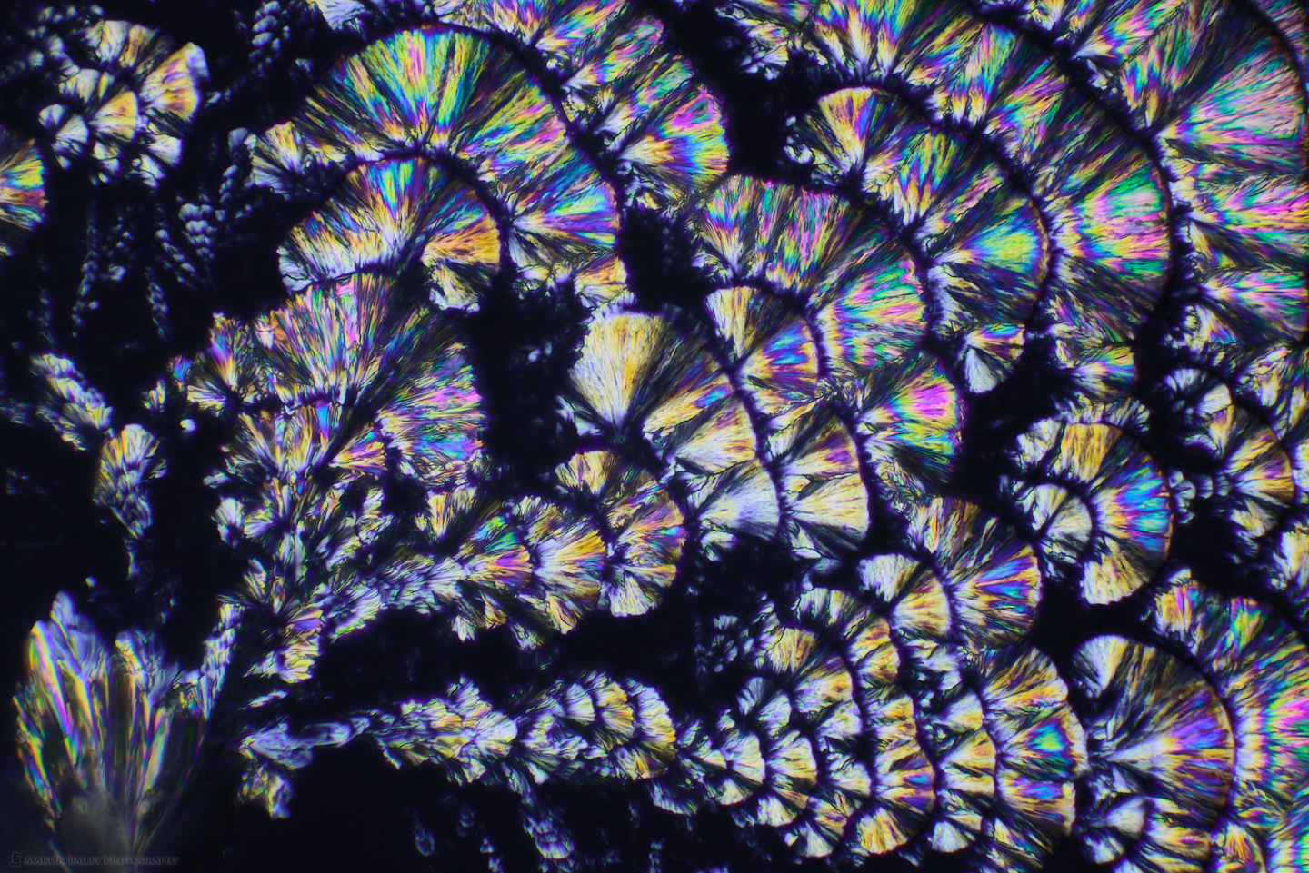 Converge on Rainbow Plant (Polarized Ascorbic acid 100X 18 Frame