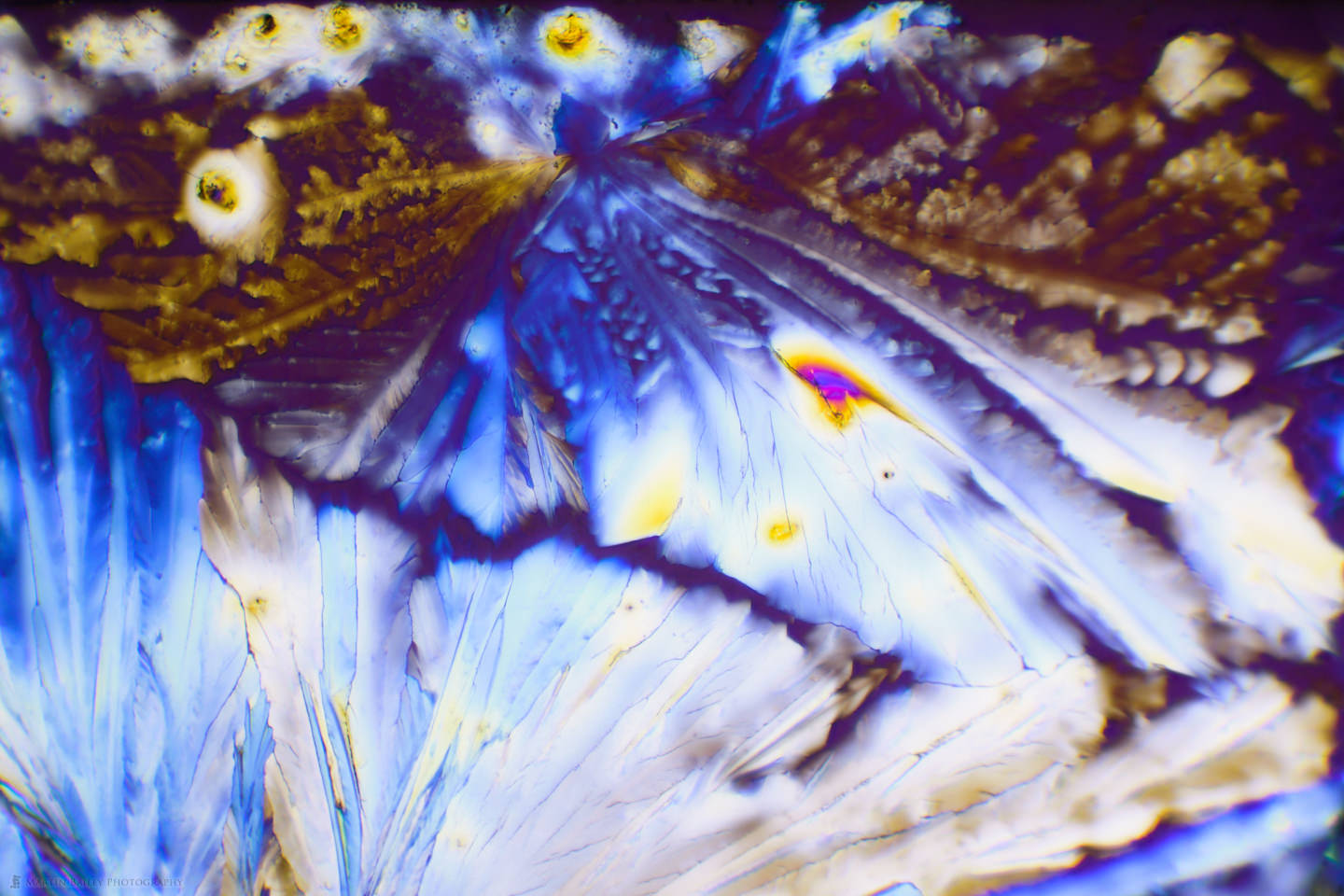 Feathered Crystals (Citric Acid Crystals 100X 14 Frames)
