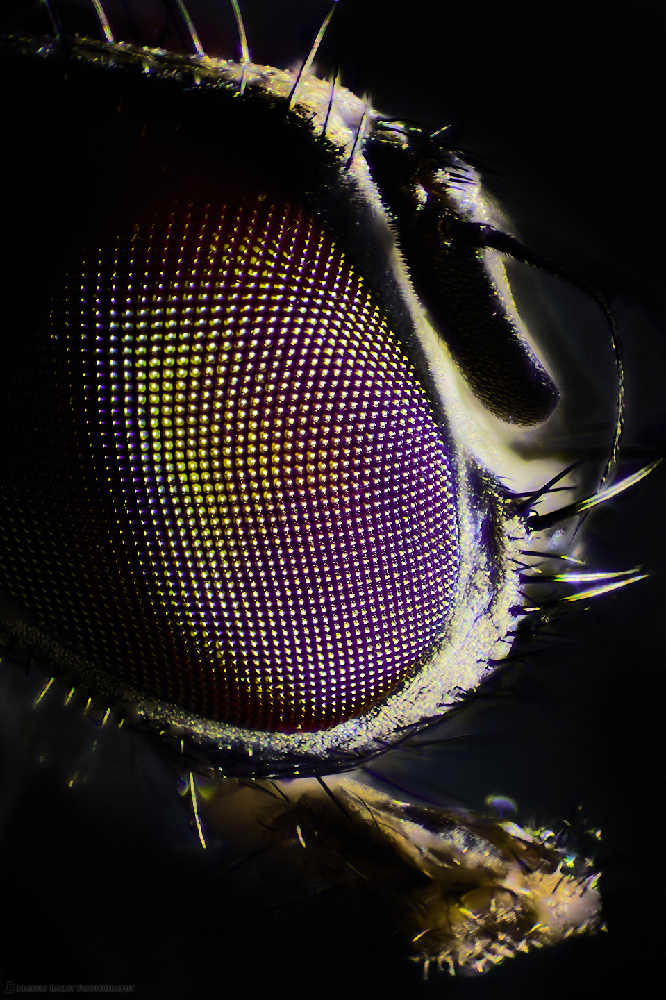 Common Housefly (100X Darkfield Microscope)