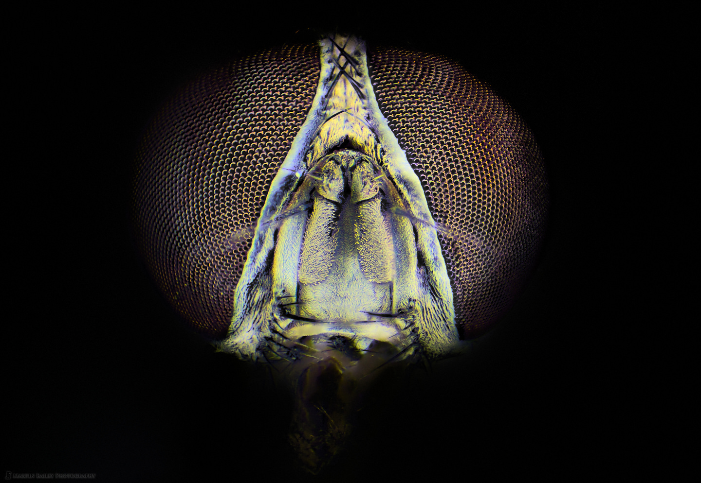 Common Housefly (50X Stereo Microscope)
