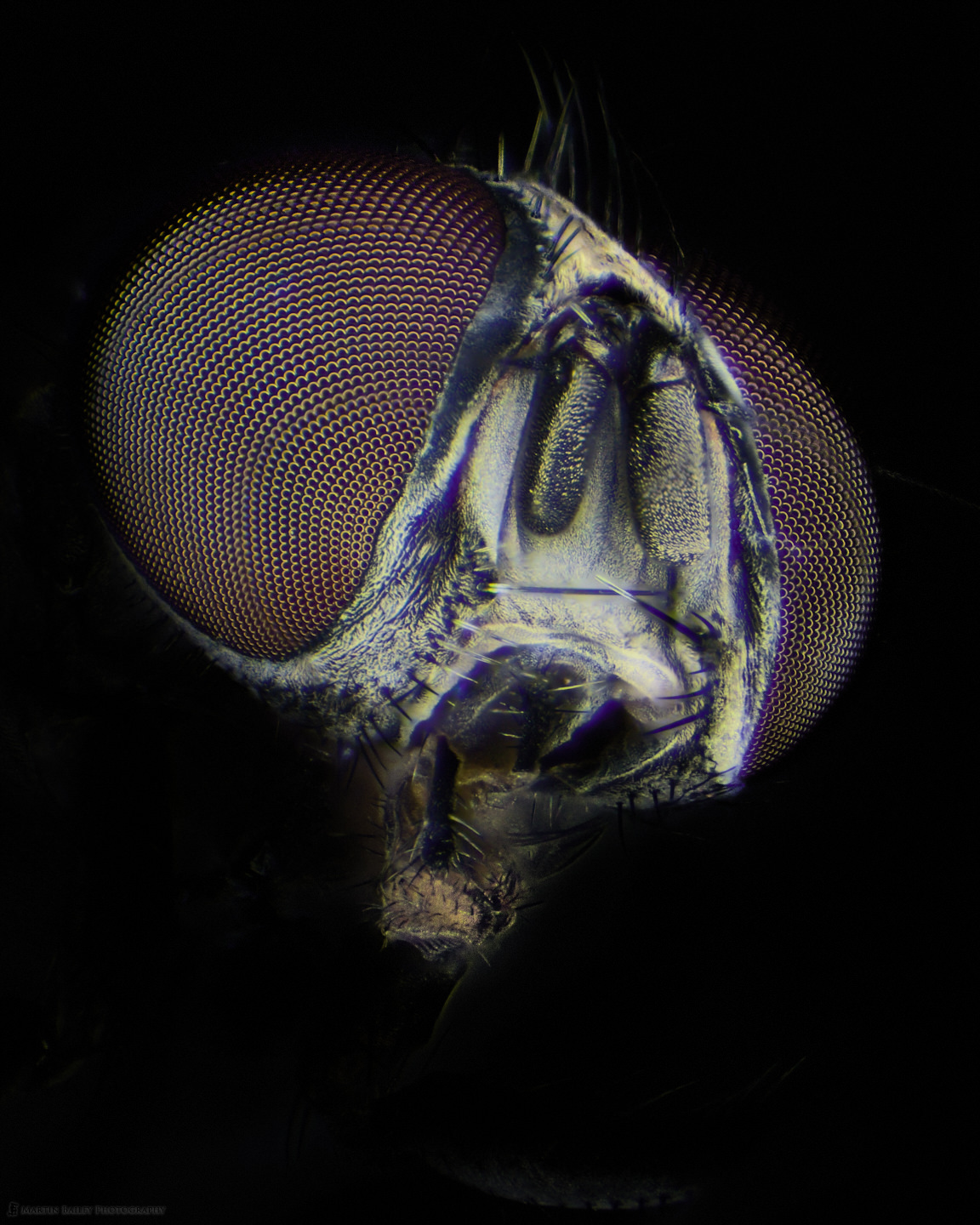 Common Housefly (60X Stereo Microscope)
