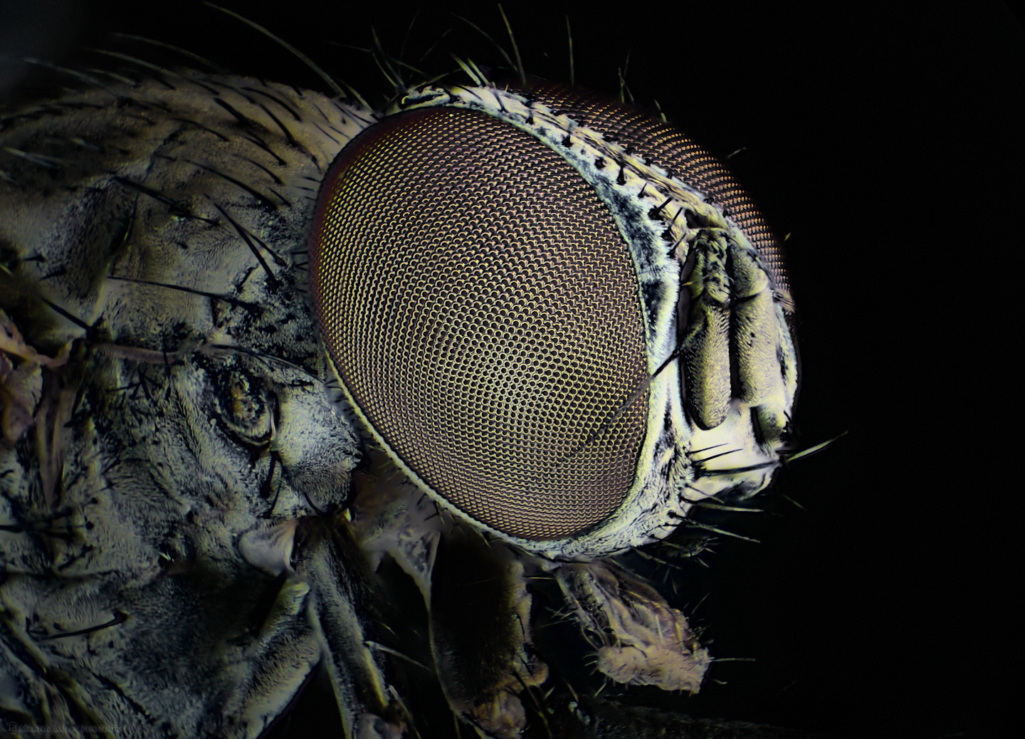 Common Housefly (60X Stereo Microscope)