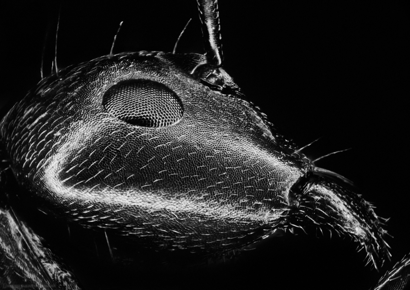 Ant Face (Polyrhachis moesta 76X 25 frame stack)