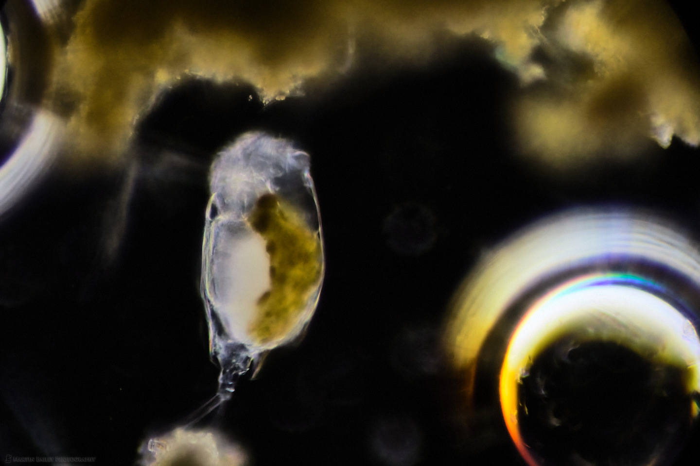 Rabbit Rotifer with Air Bubbles