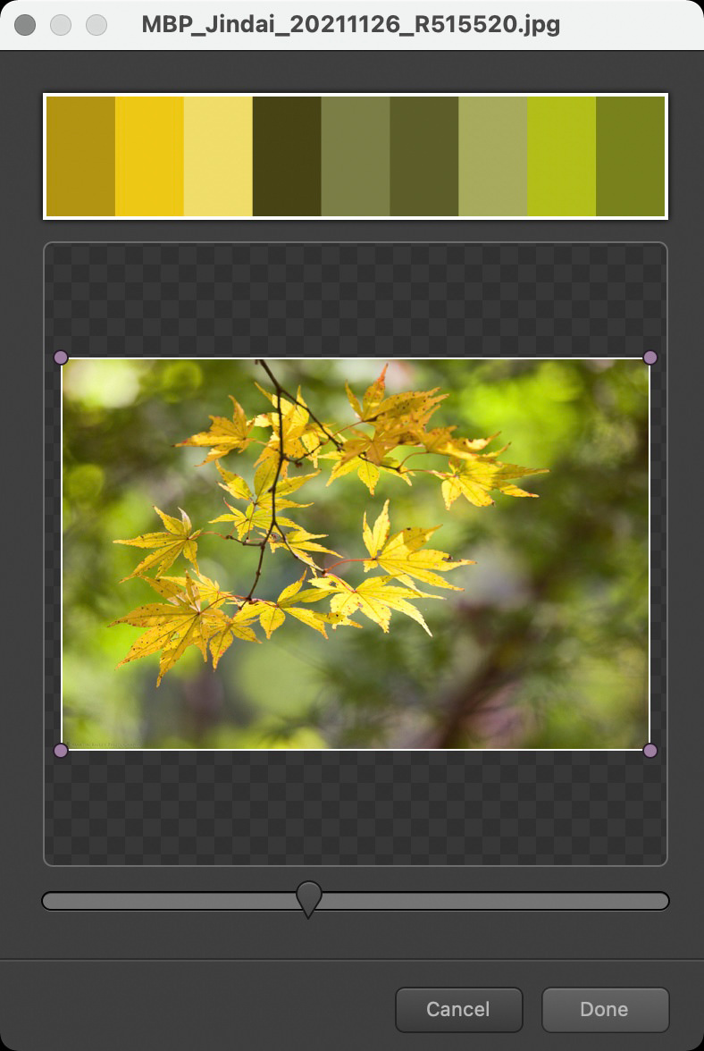 Yellow and Green Maple Colors