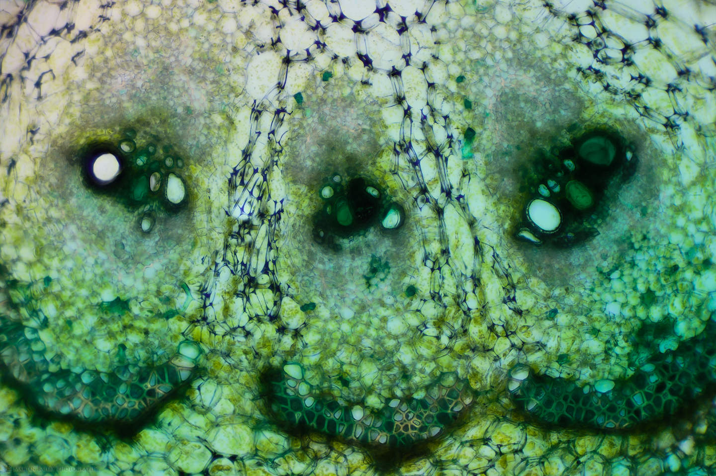Vascular Bundles in Peduncle of Cucumber (100X 30f Light Green Stain)