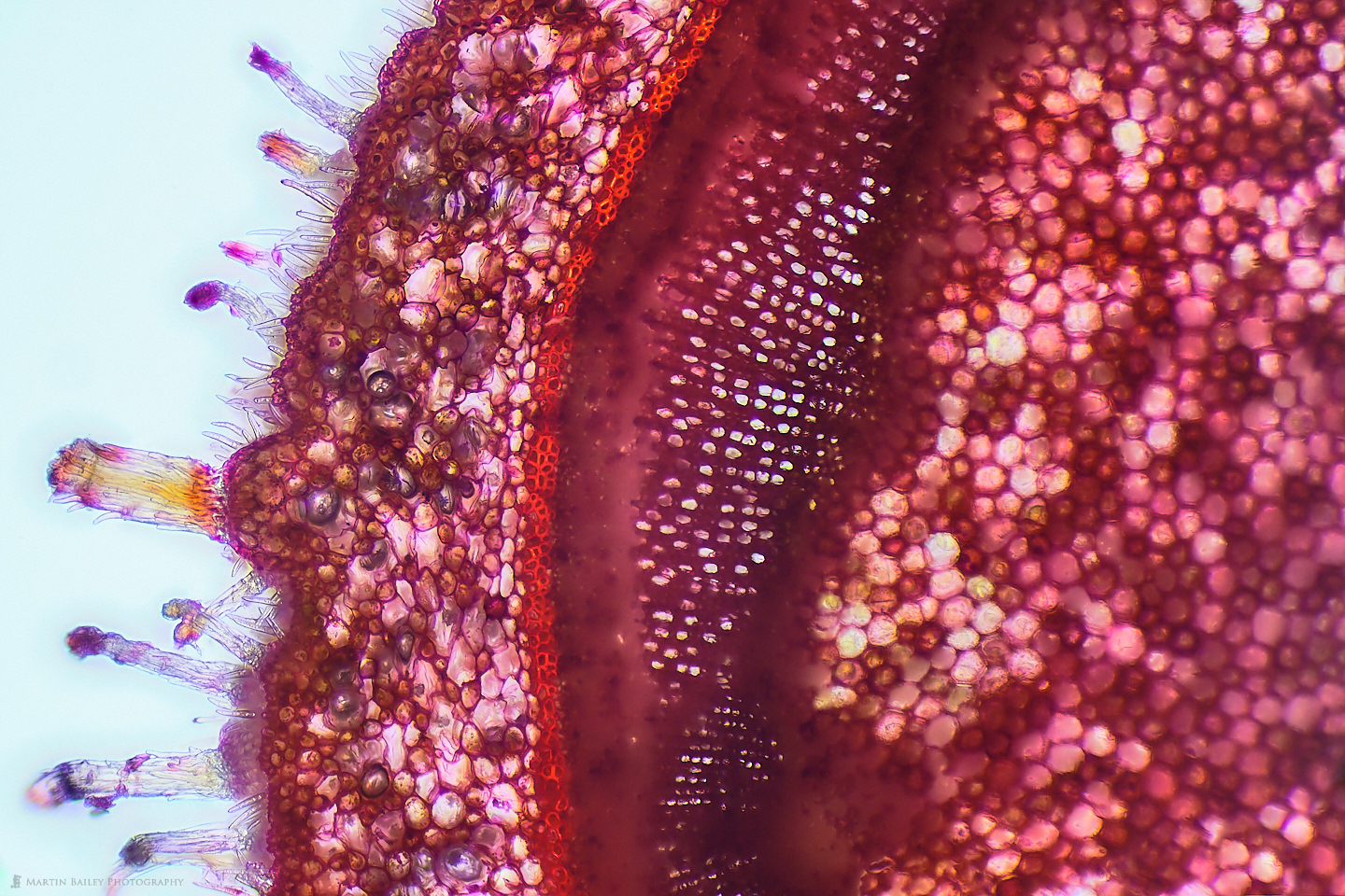 Using a Microtome and Staining for Microphotography (Podcasts 767)