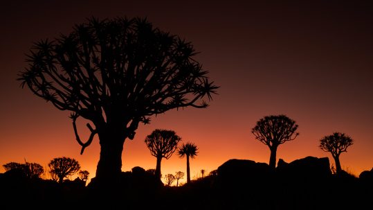 Quiver Tree Sunset