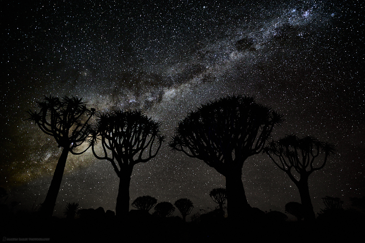 Quiver Trees and Milky Way