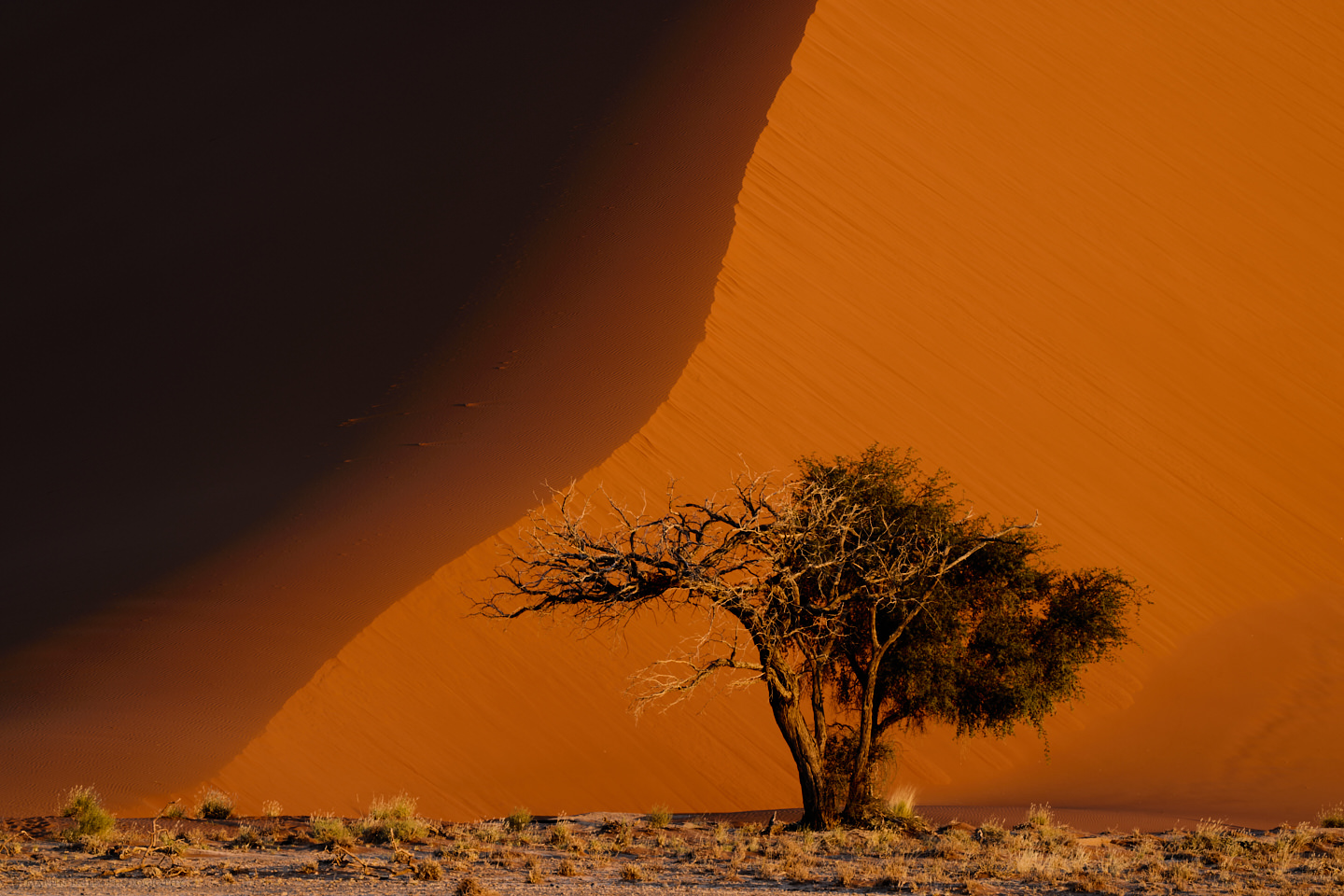 Tree, Dune, and Shadow