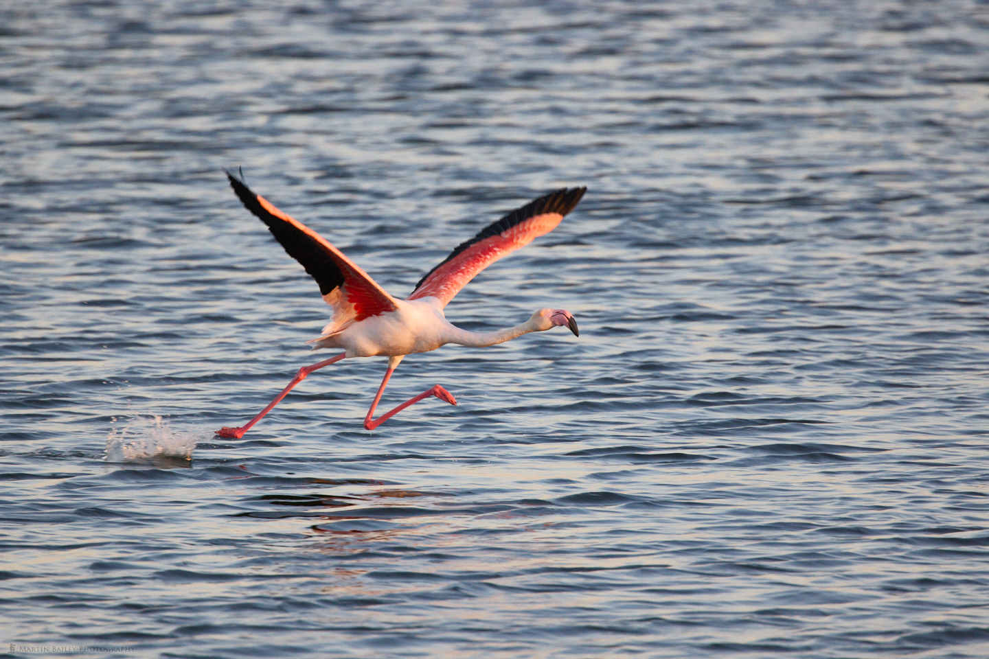 Flamingo Takes Flight