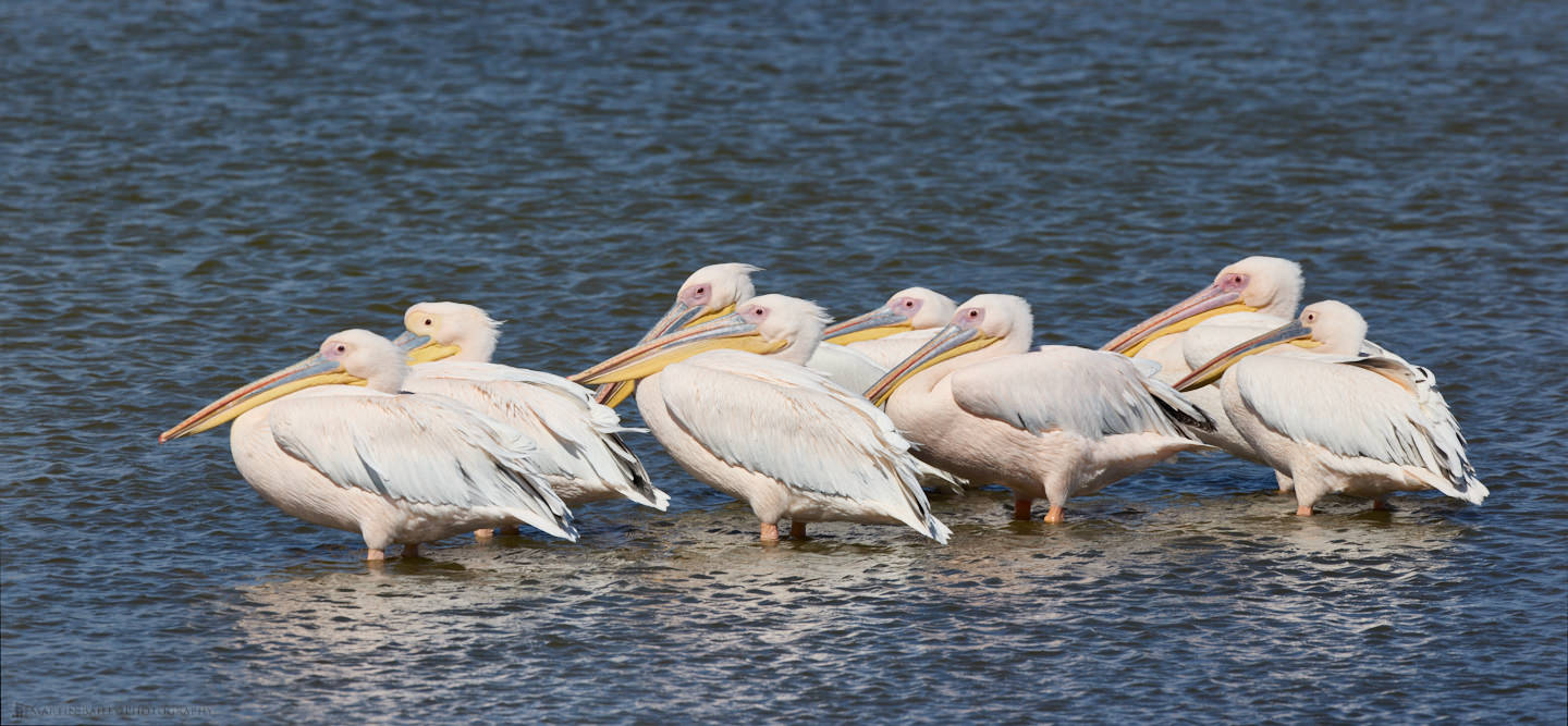 Pelicans Facing Right