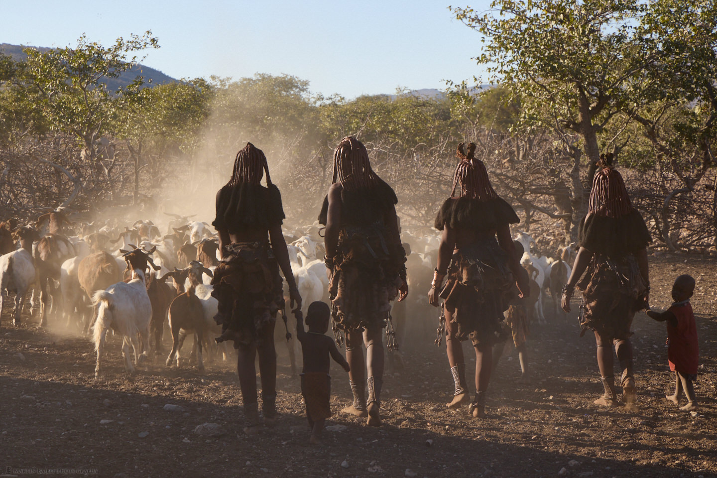 Himba Ladies Herding Goats